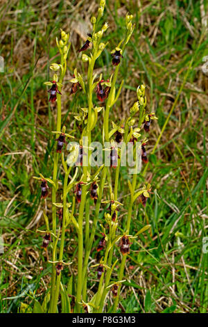 Fliegen Orchidee, (Ophrys insectifera) Stockfoto