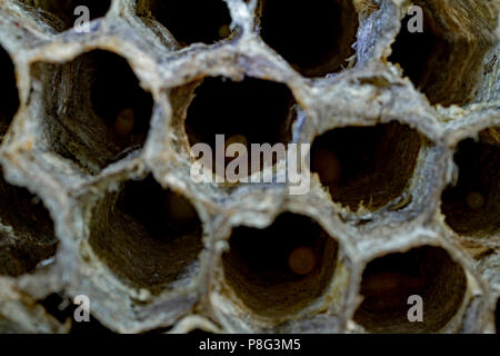 European paper Wasp, Larven, (feldwespe dominula, feldwespe Gallica) Stockfoto