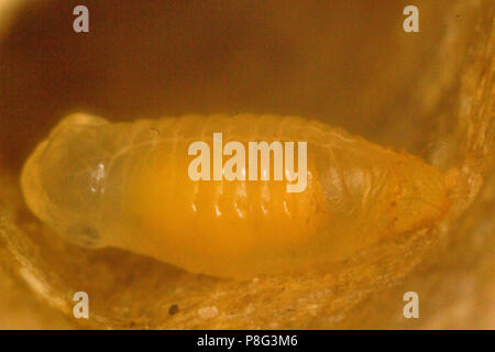 European paper Wasp, Larve, (feldwespe dominula, feldwespe Gallica) Stockfoto