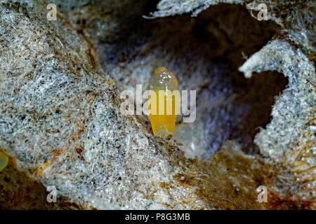 European paper Wasp, Larve, (feldwespe dominula, feldwespe Gallica) Stockfoto