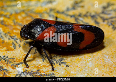 Schwarz-rote froghopper, (Cercopis vulnerata) Stockfoto