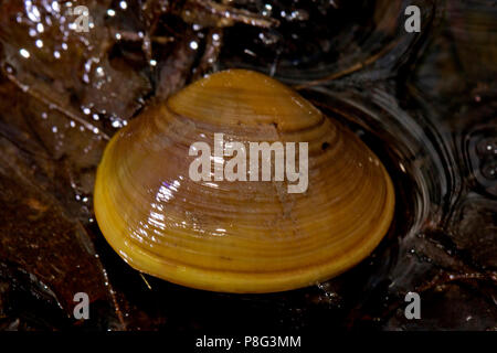 Swan mussel, (Anodonta cygnea) Stockfoto