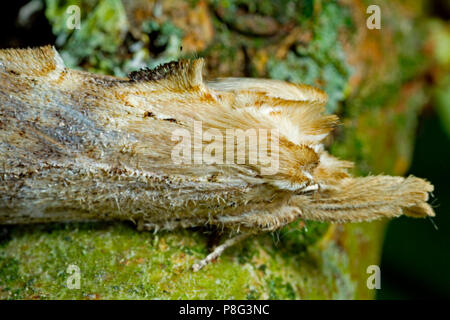 Blass prominente Nachtfalter, Pterostoma palpina () Stockfoto