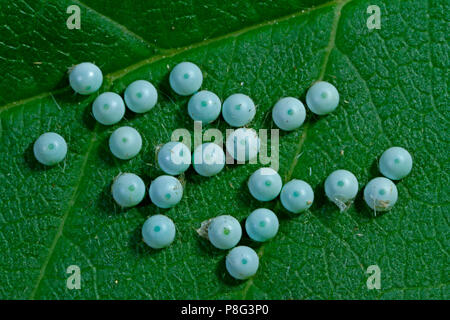 Blass prominente Motte, Eier, (Pterostoma palpina) Stockfoto