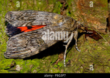 Red underwing Motte (Catocala nupta) Stockfoto