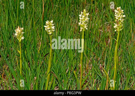 Gelbe frühen Marsh Orchidee, Sippenauer Moor, Bayern, Deutschland, (Dactylorhiza Ochroleuca) Stockfoto