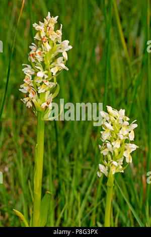 Gelbe frühen Marsh Orchidee, Sippenauer Moor, Bayern, Deutschland, (Dactylorhiza Ochroleuca) Stockfoto