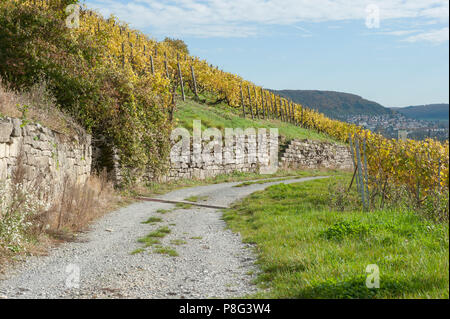 Weinberg, Kochertal, Ingelfingen, Hohenlohe, Baden-Württemberg, Heilbronn-franken, Deutschland Stockfoto