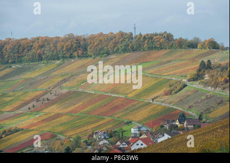 Weinberg, Kochertal, Ingelfingen, Hohenlohe, Baden-Württemberg, Heilbronn-franken, Deutschland Stockfoto