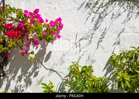 Weiße Wand, Bougainvillea Blumen und Fenster, typische weiße Dorf Mijas. Costa del Sol, Málaga Provinz. Andalusien, Süd Spanien Europa Stockfoto
