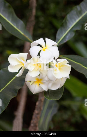 Frangipani (Plumeria obtusa), Vietnam, Asien Stockfoto