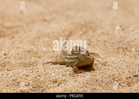 Schmetterling Echse, (Leiolepis belliana), Hong Ong Island, Vietnam, Asien Stockfoto