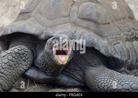 Aldabra-Riesenschildkröten (Aldabrachelys gigantea), endemisch, Insel Curieuse, Seychellen, Afrika Stockfoto