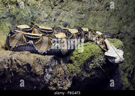 Westliche Gabunviper (Bitis gabonica Rhinoceros), Vorkommen in Westafrika, Captive Stockfoto