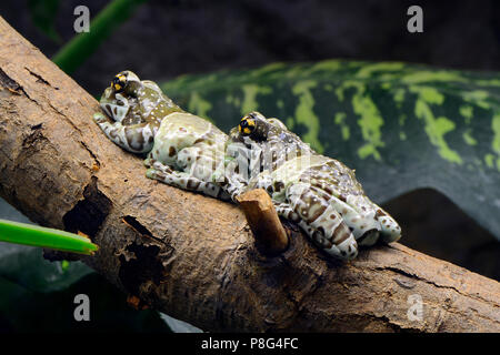 Baumhoehlen-Kroetenlaubfrosch (Phrynohyas resinifictrix) unverlierbaren, Vorkommen Afrika Stockfoto