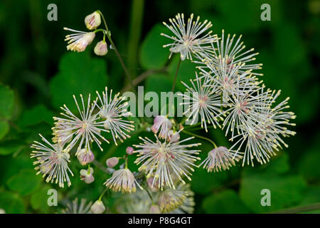 Sibirische Akelei Wiese - Rue, (Thalictrum aquilegiifolium) Stockfoto