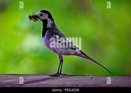 Bachstelze mit Eintagsfliegen, (Motacilla Alba) Stockfoto
