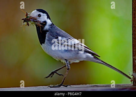 Bachstelze mit Eintagsfliegen, (Motacilla Alba) Stockfoto