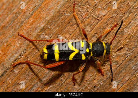 Wasp Käfer, (Clytus arietis) Stockfoto