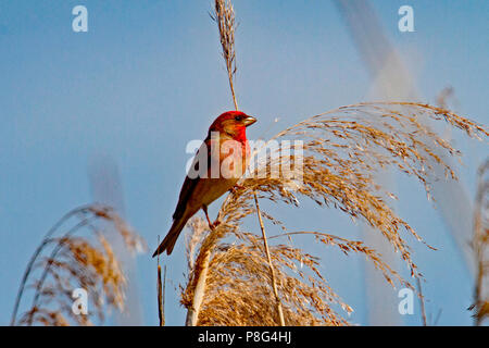 Common rosefinch, männlich, (Carpodacus erythrinus) Stockfoto