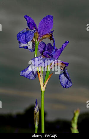 Sibirische Iris (Iris pumila) Stockfoto