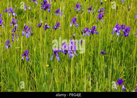 Sibirische Iris (Iris pumila) Stockfoto