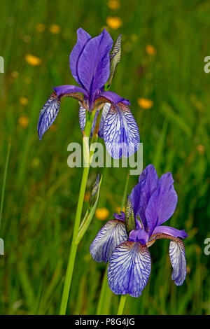 Sibirische Iris (Iris pumila) Stockfoto