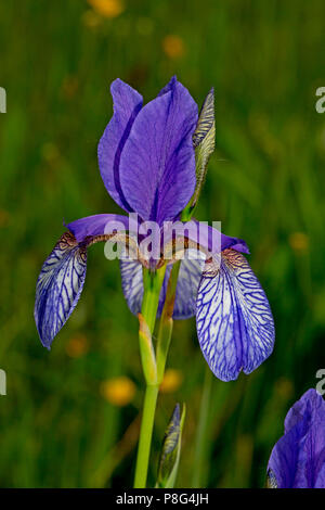 Sibirische Iris (Iris pumila) Stockfoto