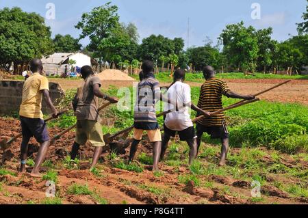 Land Arbeiter Banjul Gambia Westafrika Stockfoto