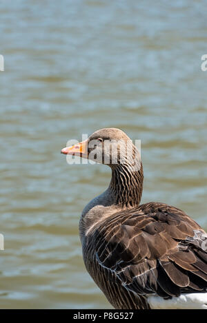 Graugans, Anser anser, Entenvögel, anserifomes. Wasservögel durch Großbritannien See. Stockfoto