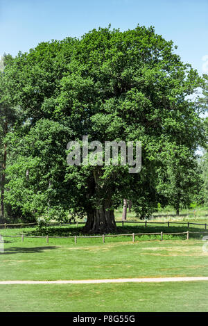 Honywood Eiche, Mark Hall Garten und Arboretum Coggeshall Colchester. Großes, sehr alte Eiche. Stockfoto