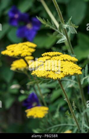 Achillea filipendulina Vergoldet, Asteraceae, Schafgarbe, millefolium. Gelbe Biene freundlich Blumen. Stockfoto