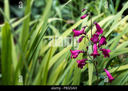 Penstemon Andenken ein Friedrich Hahn, Granat. Rote Trompete geformte Blüten. Stockfoto
