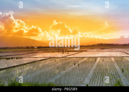 Die Arbeitnehmer in einem Reisfeld auf der philippinischen Insel mondoro Stockfoto