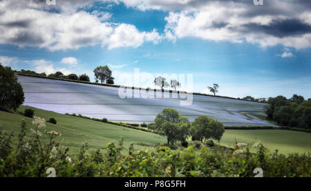 Leinsamen Feld in den Chilterns in der Nähe von Henely an der Themse Stockfoto