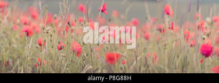 Nahaufnahme der Mohnblumen auf dem Feld Stockfoto