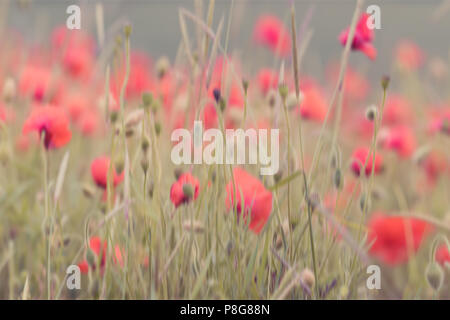 Nahaufnahme der Mohnblumen auf dem Feld Stockfoto