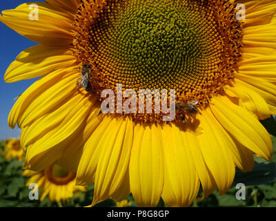 Große Blüte der Sonnenblume mit Bienen Stockfoto