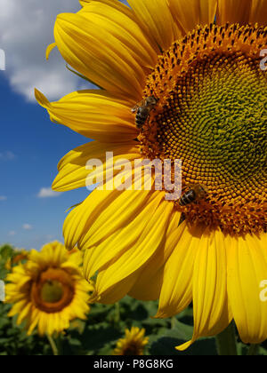 Große Blüte der Sonnenblume mit Bienen Stockfoto