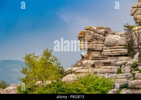 Torcal de Antequera, Erosion arbeiten an Jurassic Kalksteine, Provinz Málaga. Andalusien, Süd Spanien Europa Stockfoto