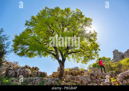 Torcal de Antequera, Erosion arbeiten an Jurassic Kalksteine, Provinz Málaga. Andalusien, Süd Spanien Europa Stockfoto