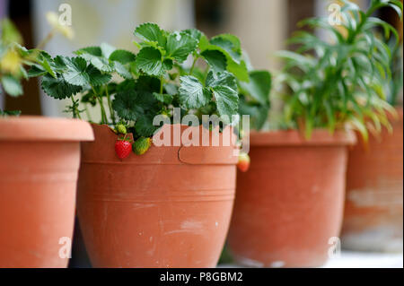 Erdbeeren wachsen in grossen Blumentopf Stockfoto
