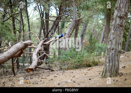 Peacock sitzen auf einem Ast in Plaka Wald auf Kos Stockfoto