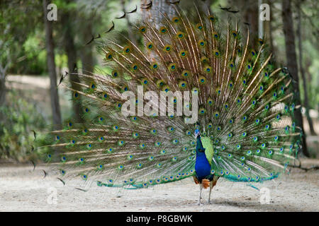 Schöne Pfau sein Gefieder anzeigen Stockfoto