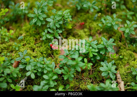 Wilden Wald Beeren auf einem Green Bush Stockfoto