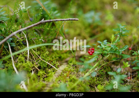 Wilden Wald Beeren auf einem Green Bush Stockfoto