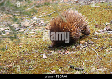 Eine echidna in den Flinders Chase National Park auf Kangaroo Island (Australien). Stockfoto