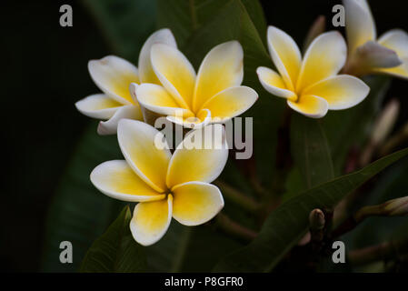 Weiß und Gelb Plumerie Blüten am Baum in Kampala, Uganda, Afrika Stockfoto