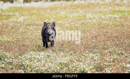 Nach Wildschwein stehen auf einer Wiese mit Gänseblümchen. Stockfoto