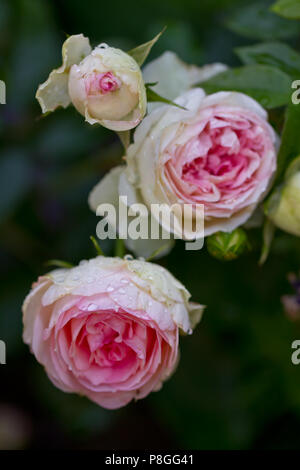 Rosa Rambler Rose nach einer Dusche am Valentinstag Stockfoto